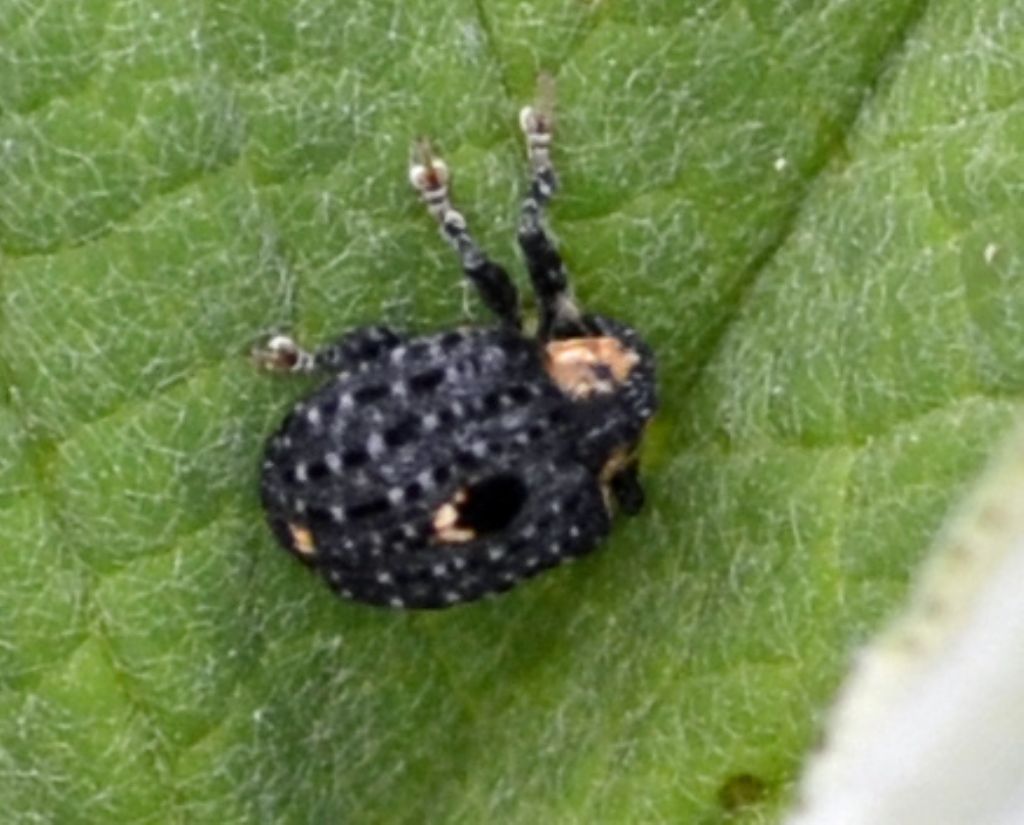 Cionus tuberculosus