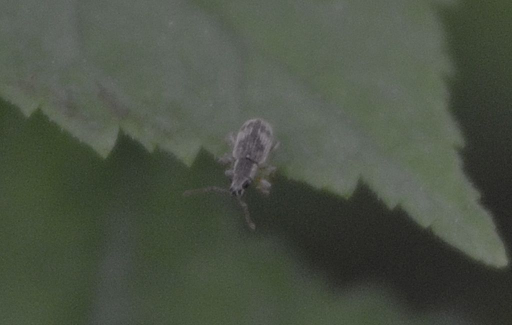 Coleottero id. - Pseudomyllocerus neapolitanus