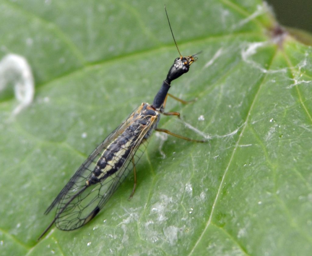 femmina di Dichrostigma flavipes