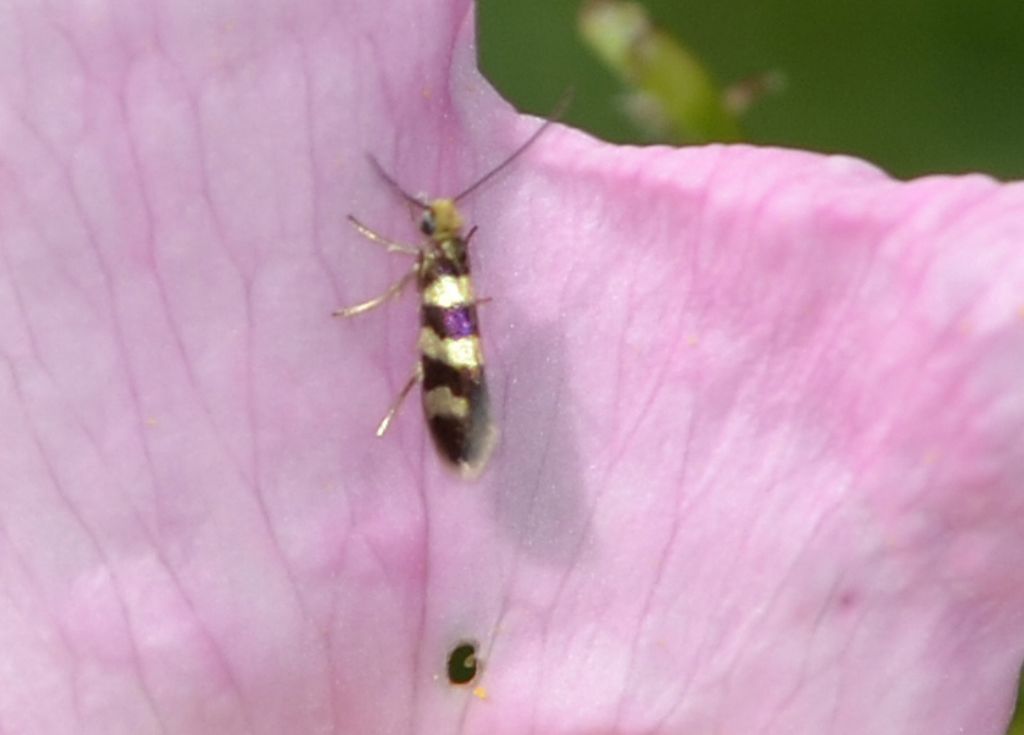 Micropterix?