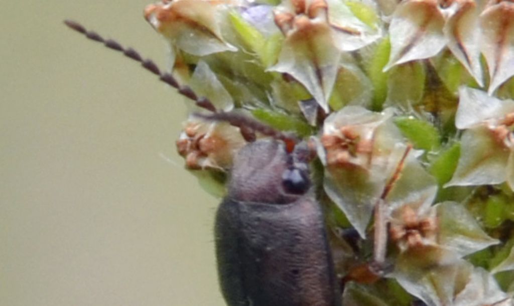 Athous sp. (vittatus?), Elateridae