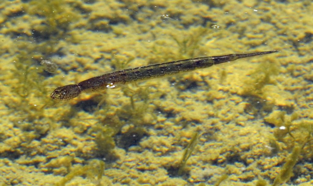 larva di Dytiscidae: cfr.  Cybister sp.