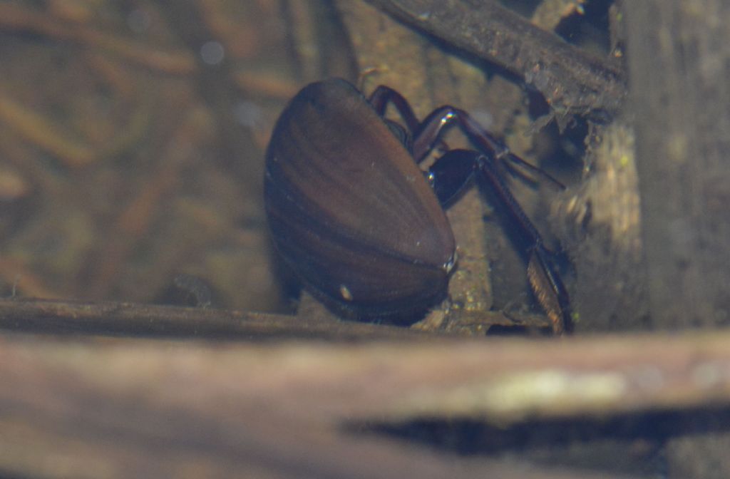 Hydrophilus sp.