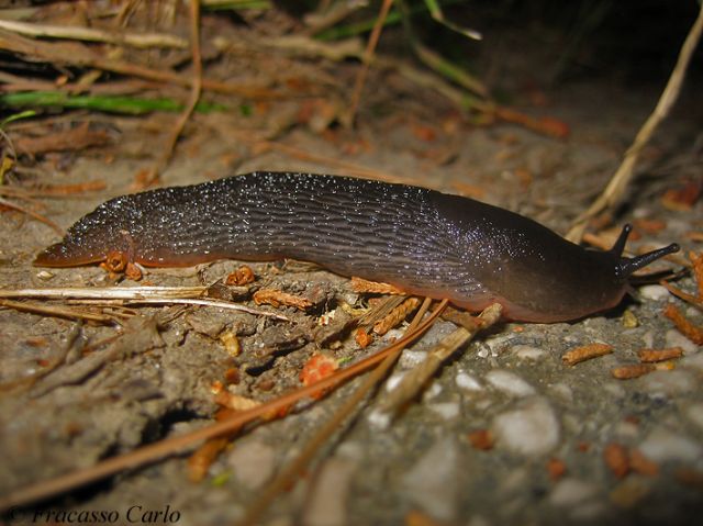 Limax del gruppo corsicus da Toro (CB)