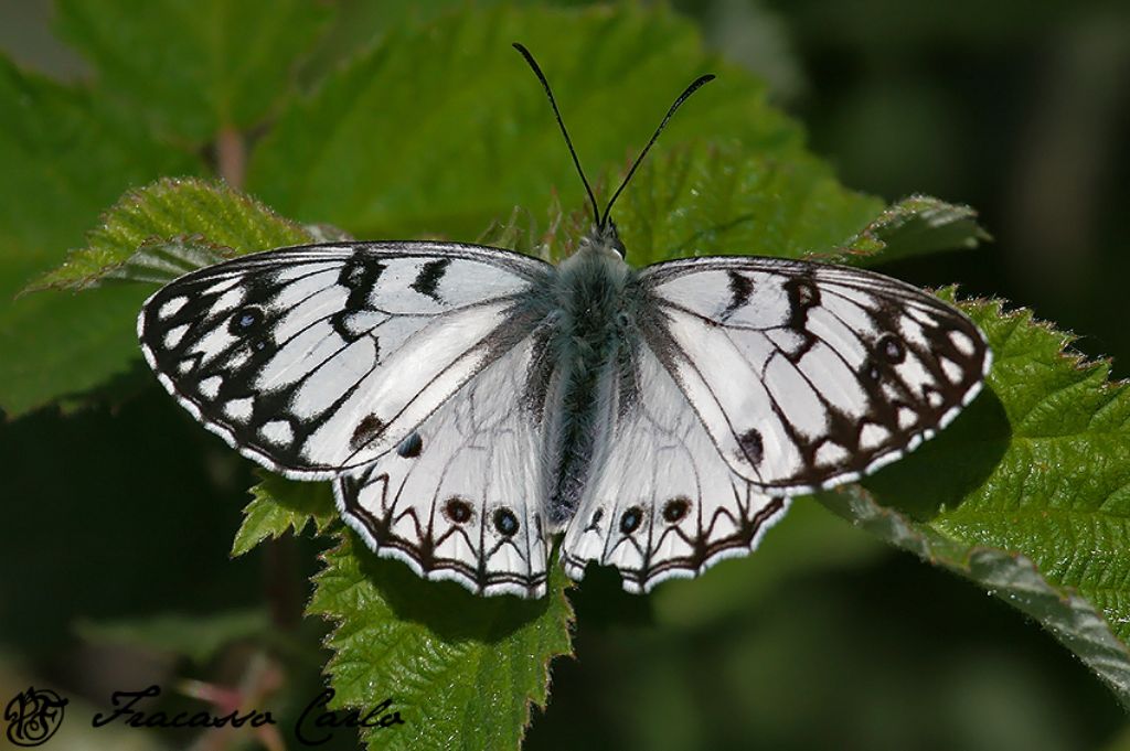 Melanargia arge, Nymphalidae Satyrinae