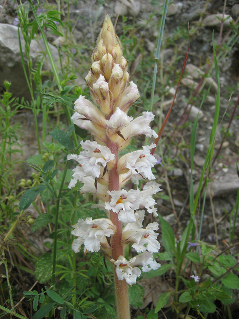 Orobanche cfr.crenata