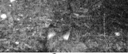 Identificazione mammifero fototrappola - Lupo