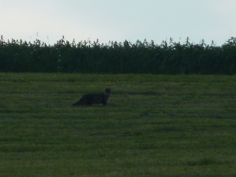 Lince? No, da identificare