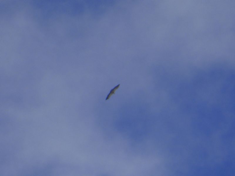 Identificazione:  Cesena (Turdus pilaris� Turdidae) e Grifone (Gyps fulvus � Accipitridae)