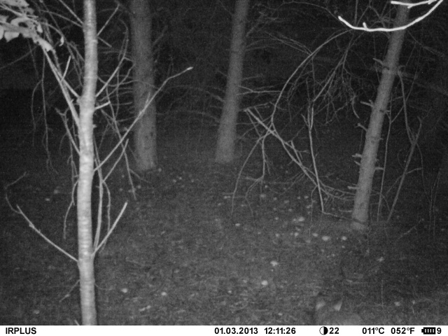 Identificazione mammifero fototrappola - Lupo