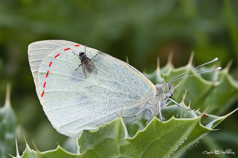 Pieris con mosca