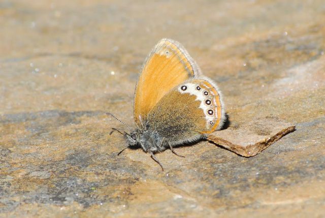 Le Coenonympha delle Alpi centrali (versante sud)