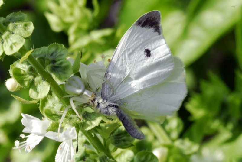 Predatori di farfalle