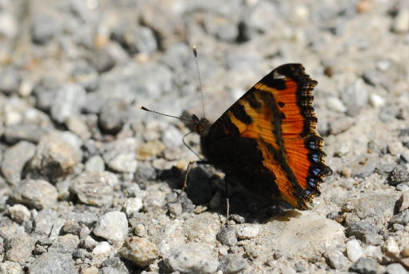 Finalmente la primavera (speriamo)