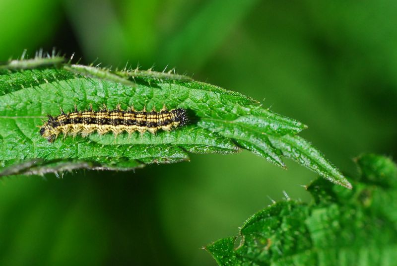 Finalmente la primavera (speriamo)