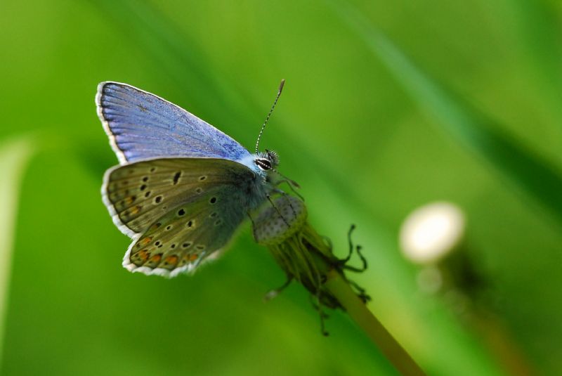 Finalmente la primavera (speriamo)