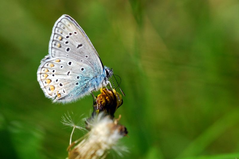 Finalmente la primavera (speriamo)