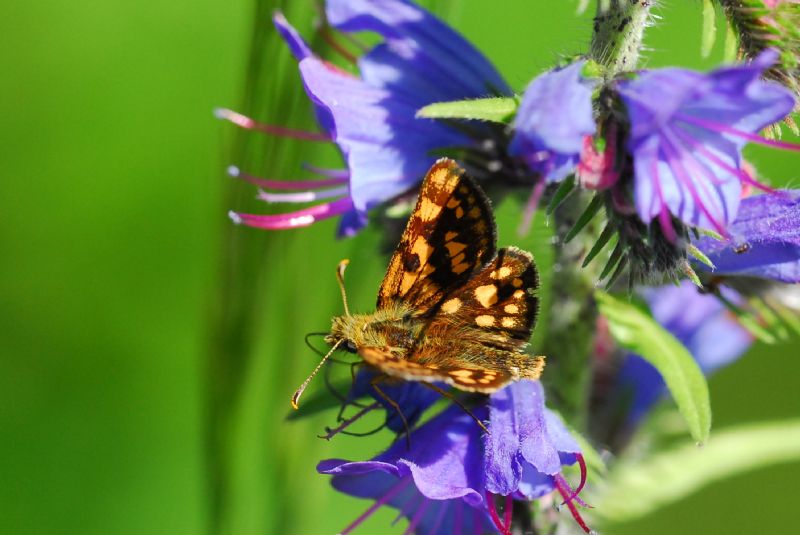 Finalmente la primavera (speriamo)