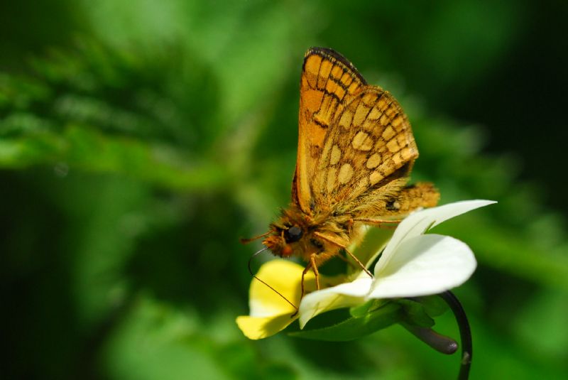 Finalmente la primavera (speriamo)
