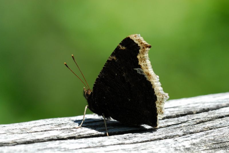 Finalmente la primavera (speriamo)
