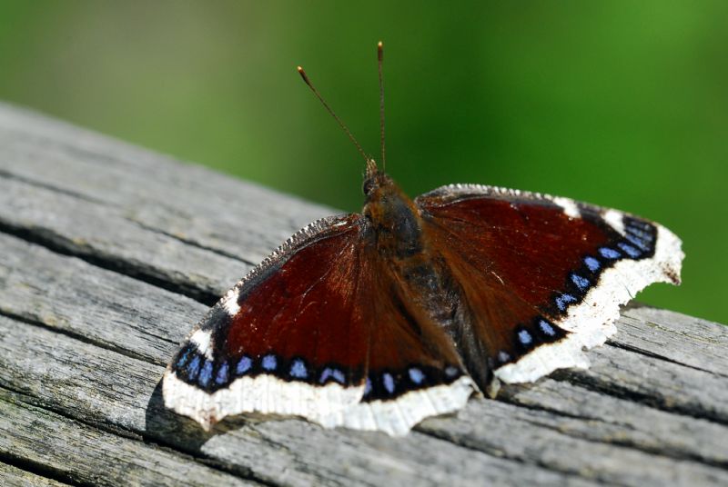 Finalmente la primavera (speriamo)