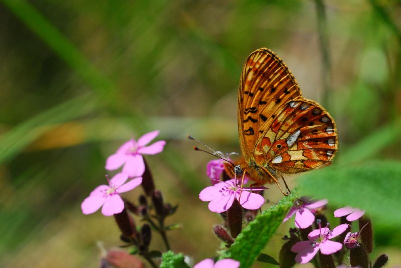Finalmente la primavera (speriamo)