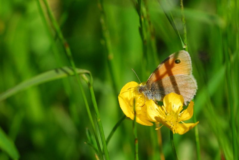 Finalmente la primavera (speriamo)