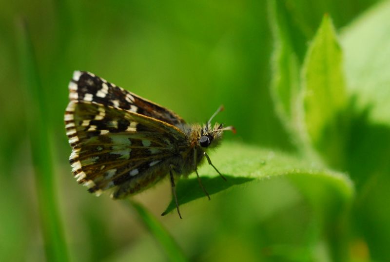 Finalmente la primavera (speriamo)