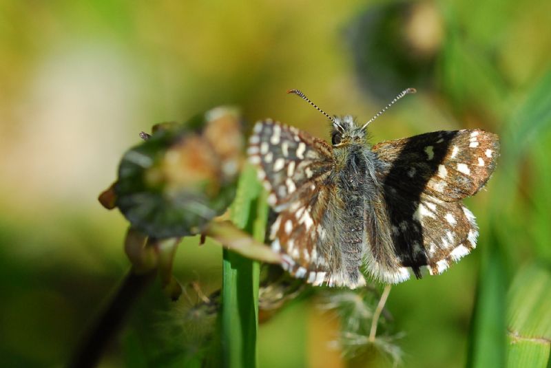 Finalmente la primavera (speriamo)