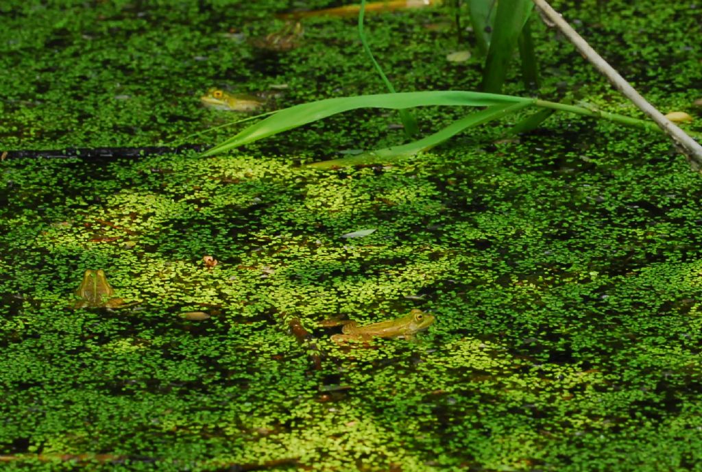 Cinquanta sfumature di verde