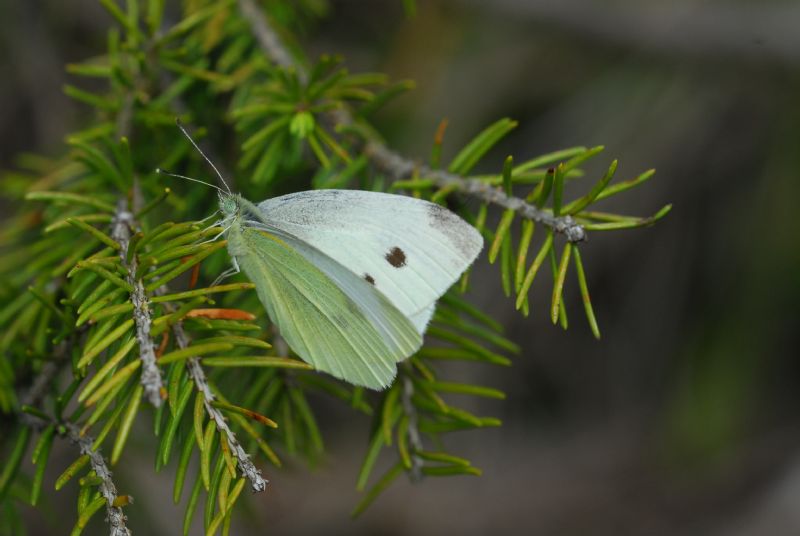 Alta Valle Morobbia 2 e 3
