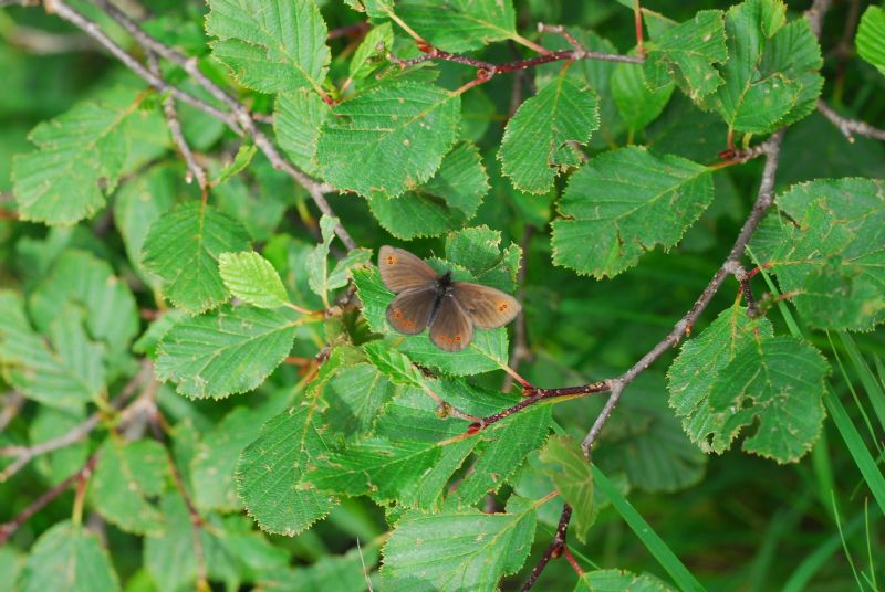 Alta Valle Morobbia 2 e 3