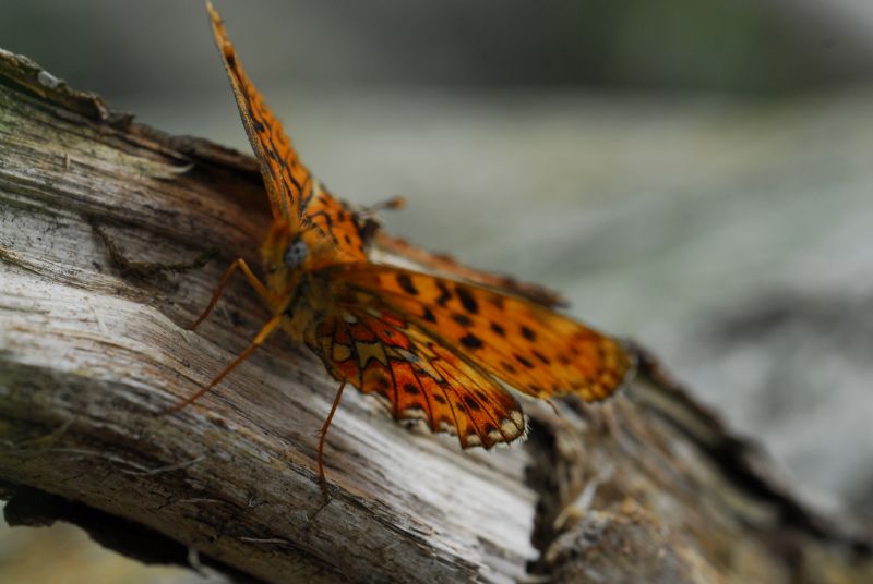 Alta Valle Morobbia 2 e 3