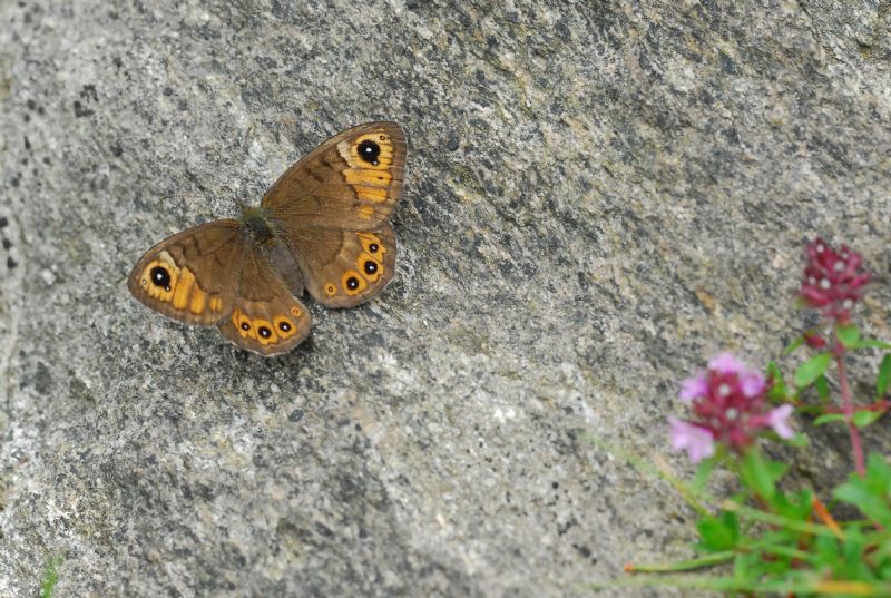 Alta Valle Morobbia 2 e 3