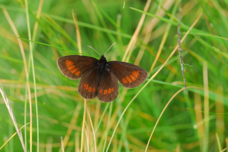 Alta Valle Morobbia 2 e 3