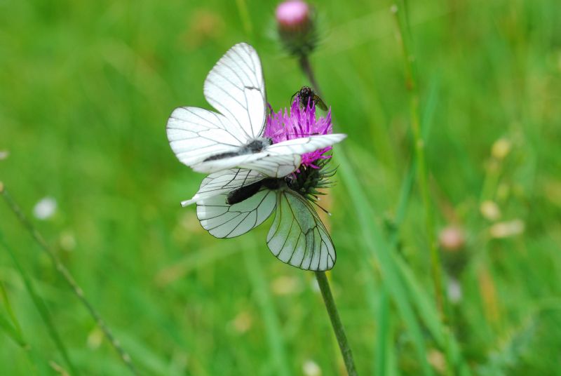 Alta Valle Morobbia 2 e 3