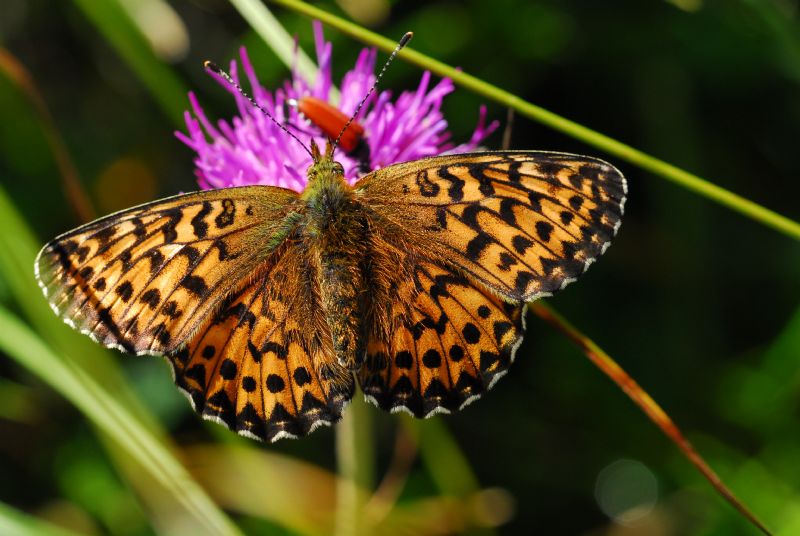 Alta Valle Morobbia 2 e 3