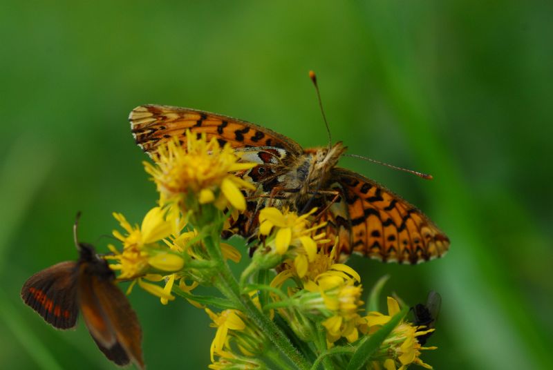 Alta Valle Morobbia 2 e 3