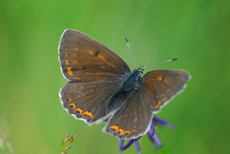 Alta Valle Morobbia 2 e 3