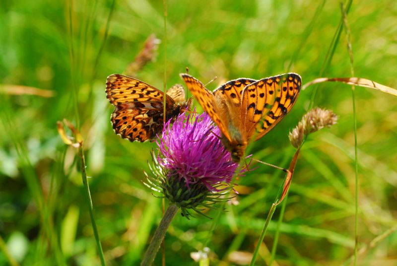 Alta Valle Morobbia 2 e 3