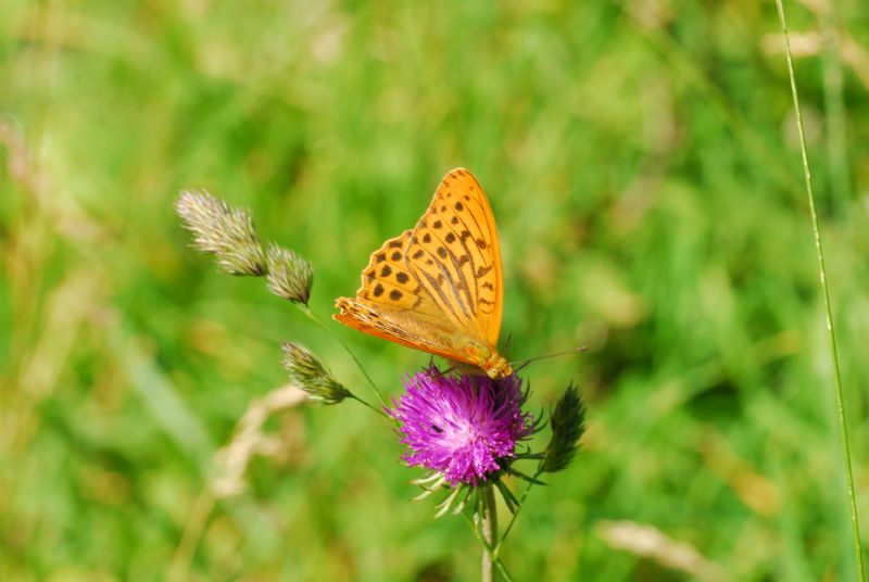 Alta Valle Morobbia 2 e 3