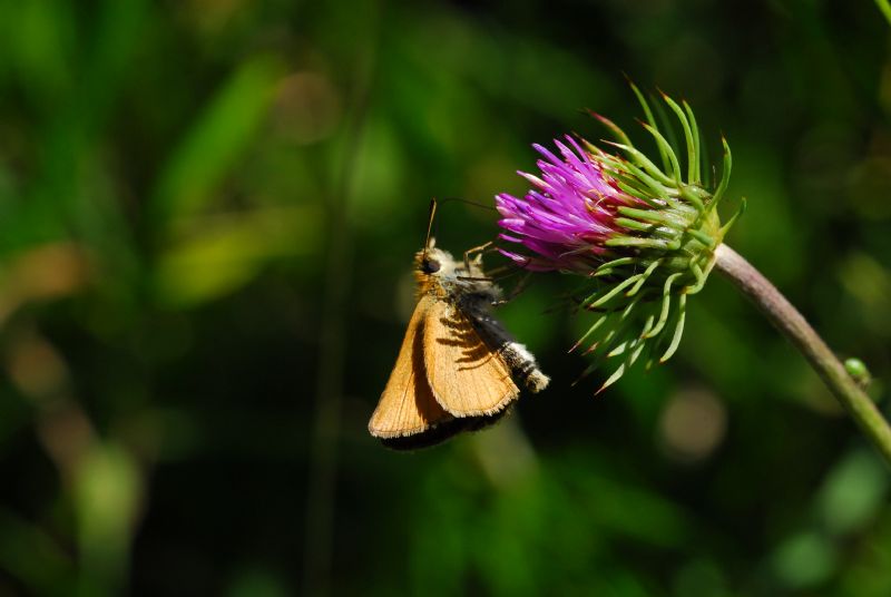 Alta Valle Morobbia 2 e 3