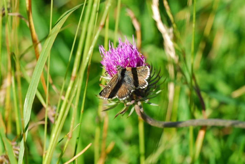 Alta Valle Morobbia 2 e 3