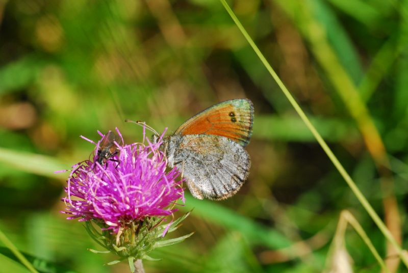 Alta Valle Morobbia 2 e 3