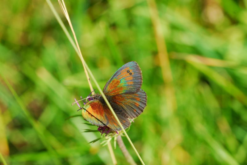 Alta Valle Morobbia 2 e 3