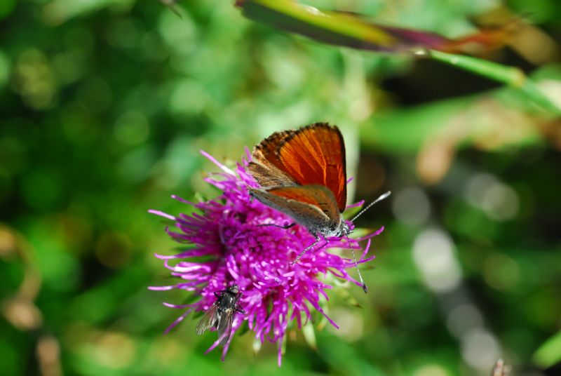 Alta Valle Morobbia 2 e 3