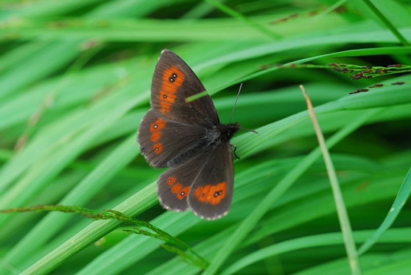 Alta Valle Morobbia 2 e 3