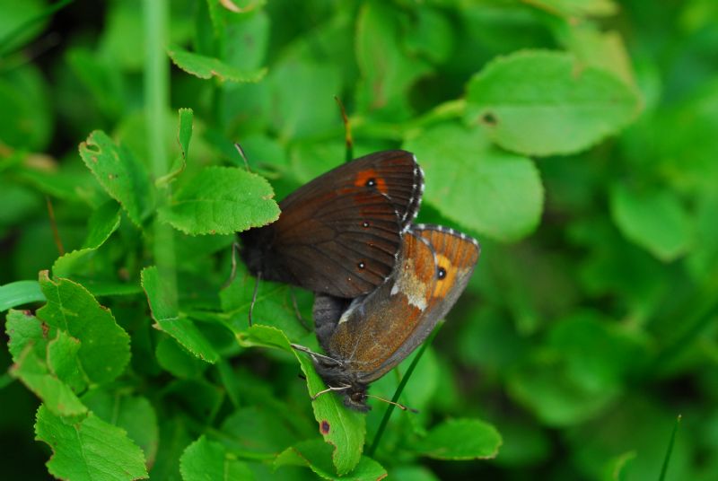 Alta Valle Morobbia 2 e 3