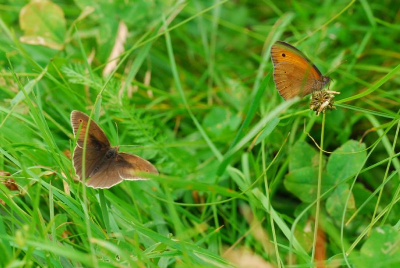 Coenonympha 2