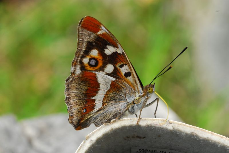 Alta Valle Morobbia 2 e 3